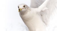 Dove Pure White Bird4413113499 200x110 - Dove Pure White Bird - white, Pure, pair, Dove, Bird